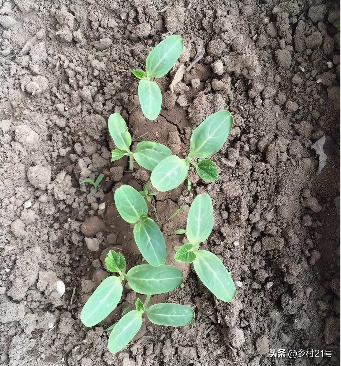 盆栽葫芦总是黄叶是什么原因,小葫芦苗叶子枯萎图片