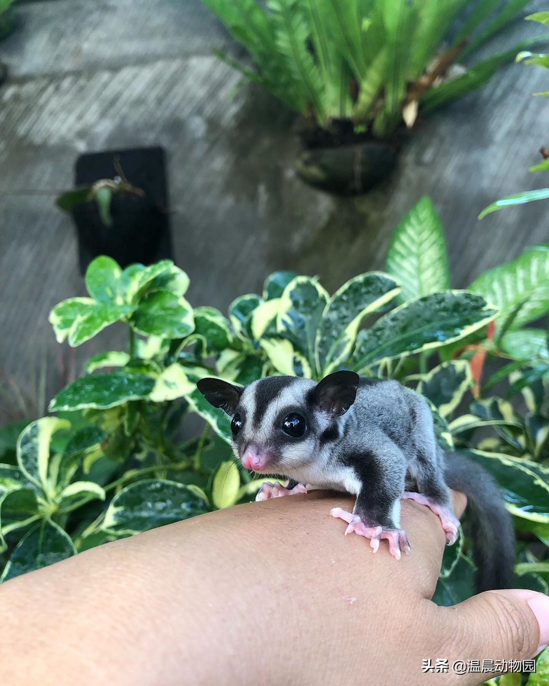 蜜袋鼯怕人怎么克服,蜜袋鼯刚到家怕狗