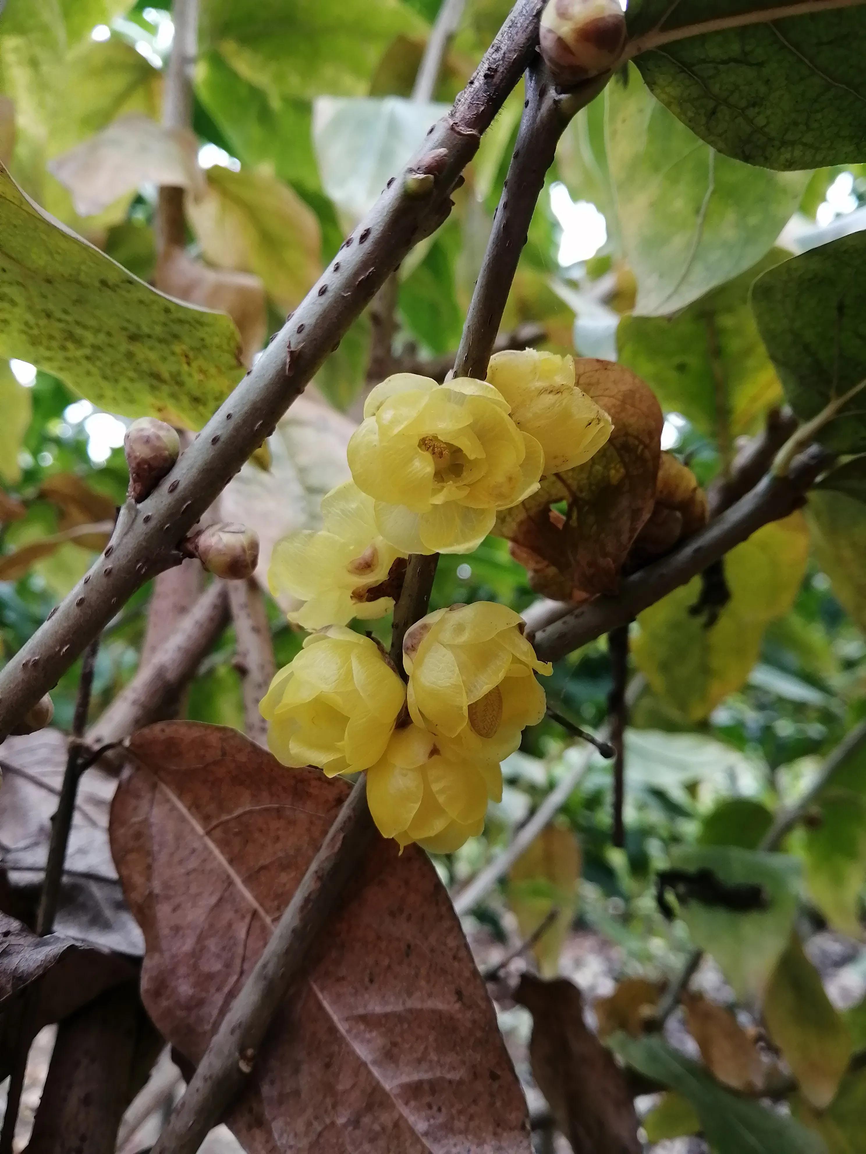 腊梅的十种问题,腊梅的小常识有哪些