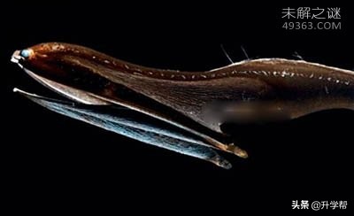 世界上最毒的深海怪鱼,深海最可怕的毒蛇鱼