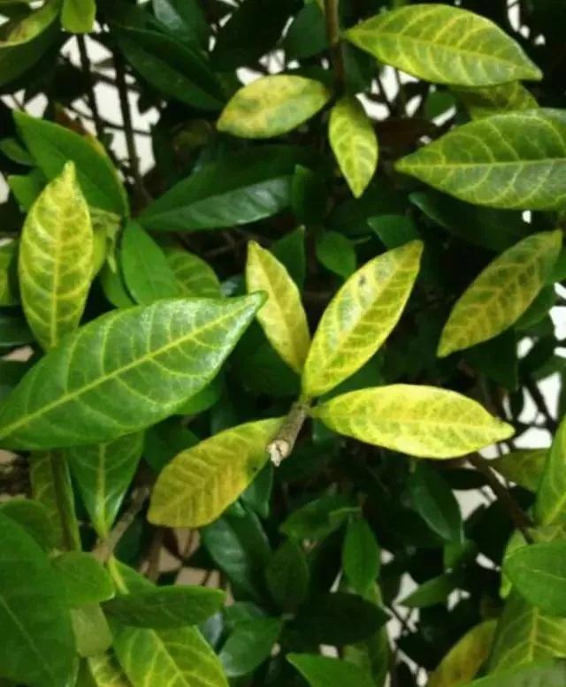 磷酸二氢钾养花怎么用最好,养花什么时候用磷酸二氢钾最合适