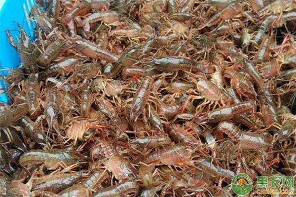 用小龙虾苗喂养小龙虾可以吗,养小龙虾不用土能生小龙虾吗