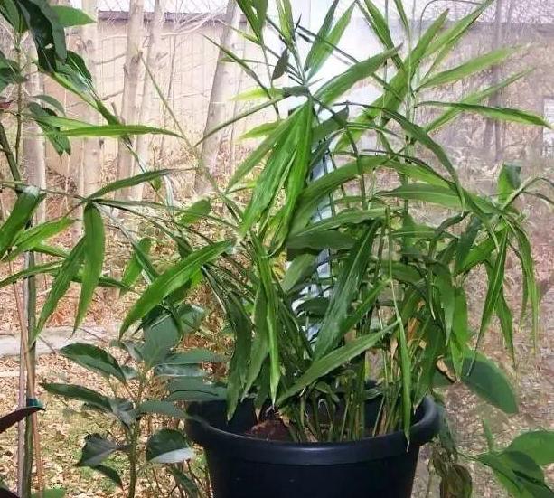 生姜盆栽非常简单也非常容易活,冬季家庭生姜盆栽种植方法