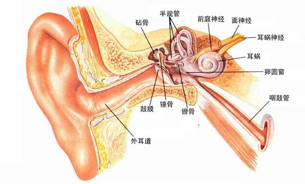 神经性突发性耳聋可以戴耳机吗,经常戴耳机耳朵听力下降怎么办