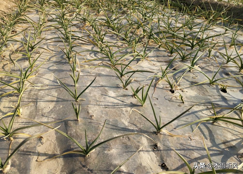 大蒜打什么药防冻害,大蒜叶子受冻害怎么治