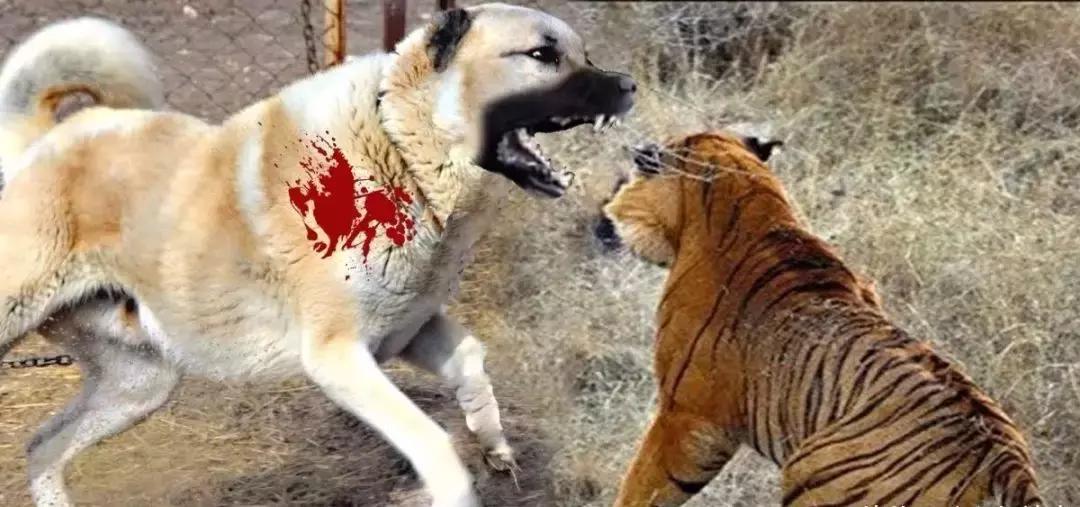 哪种犬可以单挑过老虎,能战胜狼的猛犬