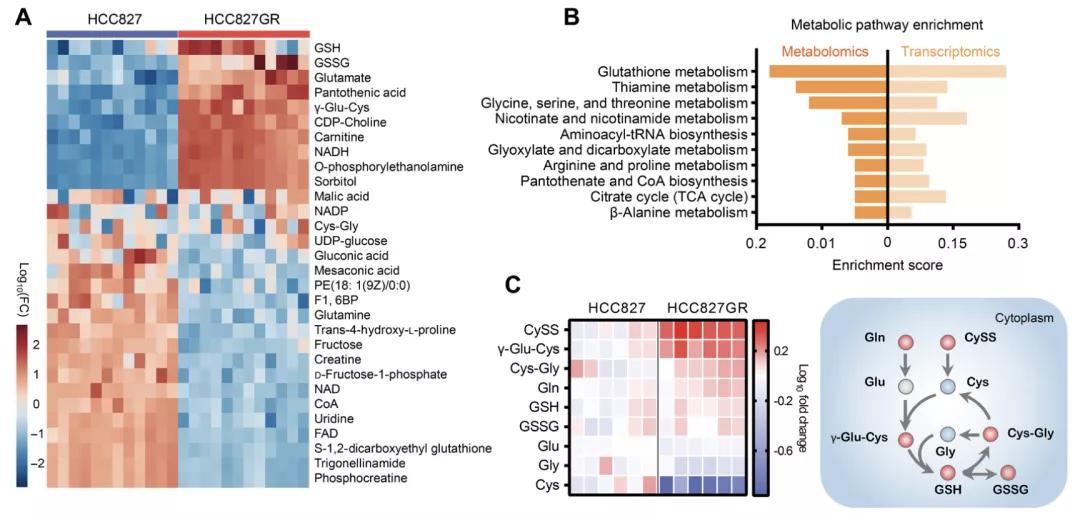 egfr靶向药的副作用,egfrl858r突变吃靶向药多久耐药