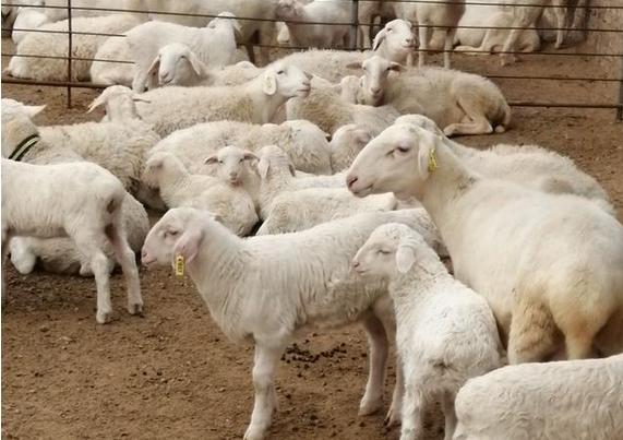 羊不吃食没精神反刍怎么治,羊不反刍用什么方法来治疗