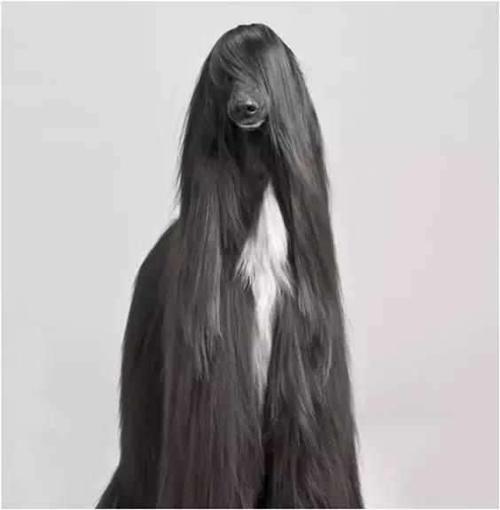 致命的60种动物,60种没见过的动物