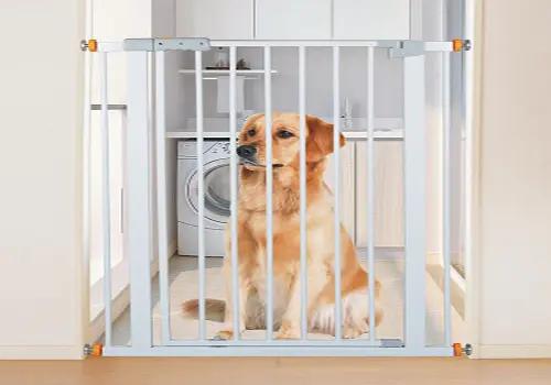 狗癣吃什么药效果好该怎么用,硝酸咪康唑乳膏能治狗身上癣吗