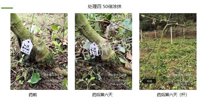 百香果苗黄化枯萎的原因,百香果苗为什么前段干枯