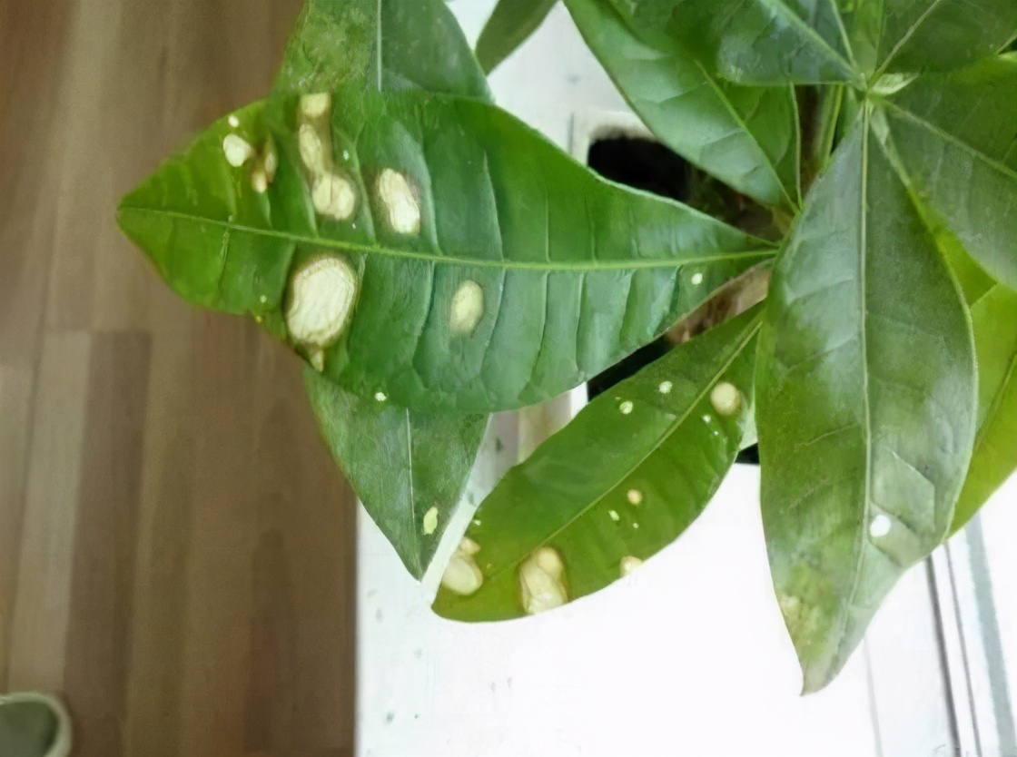 发财树叶片有斑点是什么病,发财树叶子变黄有黑点怎么回事