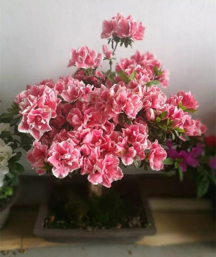 养花新手不知道养什么，就选这几种植物，轻松养爆盆