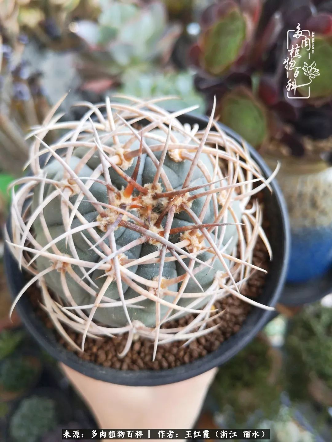 仙人球露养条件,仙人球春天露养条件