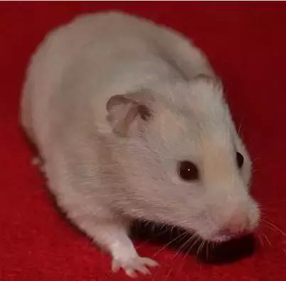 仓鼠的种类习性详细介绍,仓鼠有哪些亚种种类