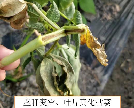豆秆蝇用什么药防治,豆秆黑潜蝇最新消息