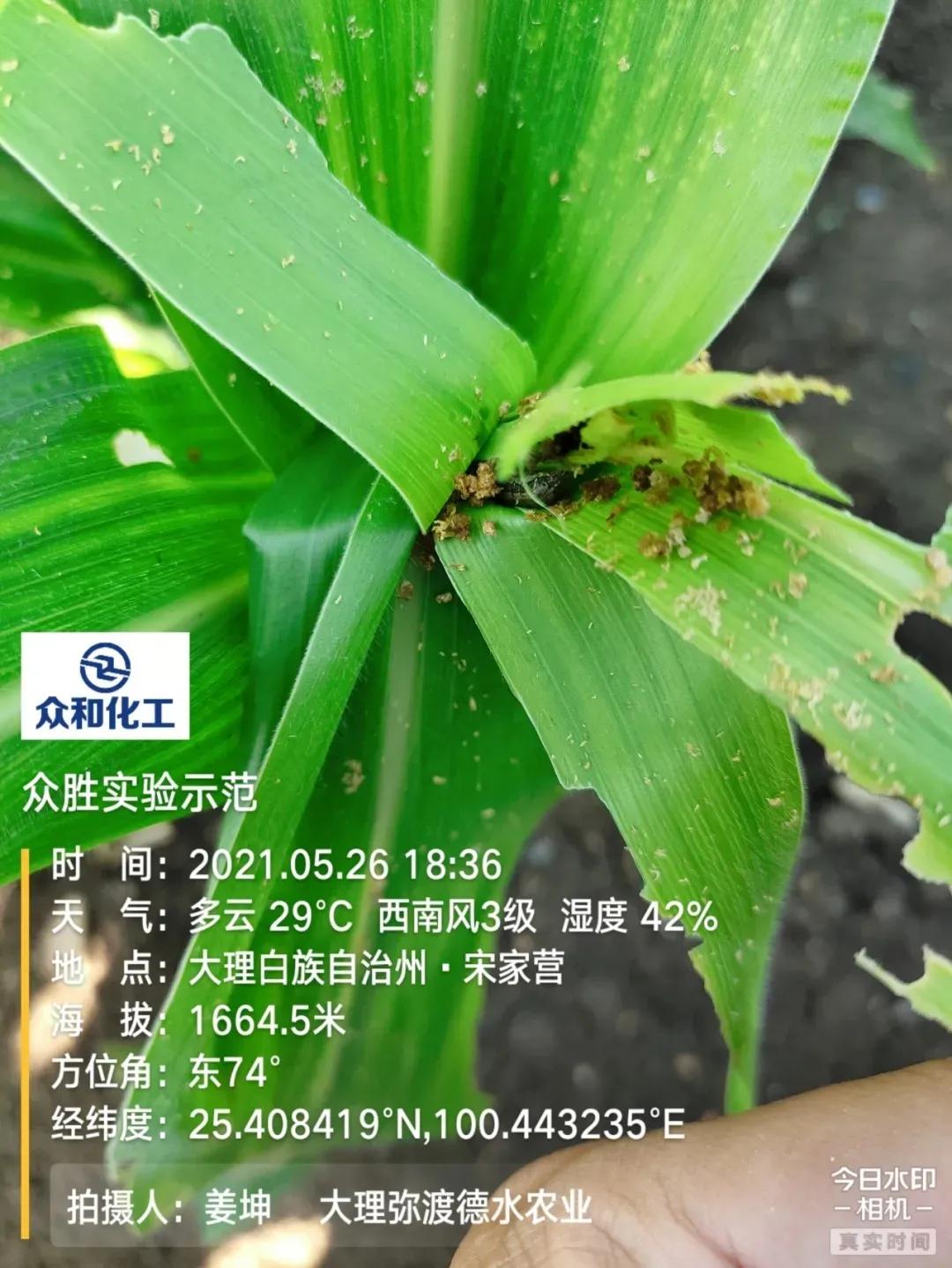 众胜杀虫剂,众胜杀虫剂伤不伤小龙虾