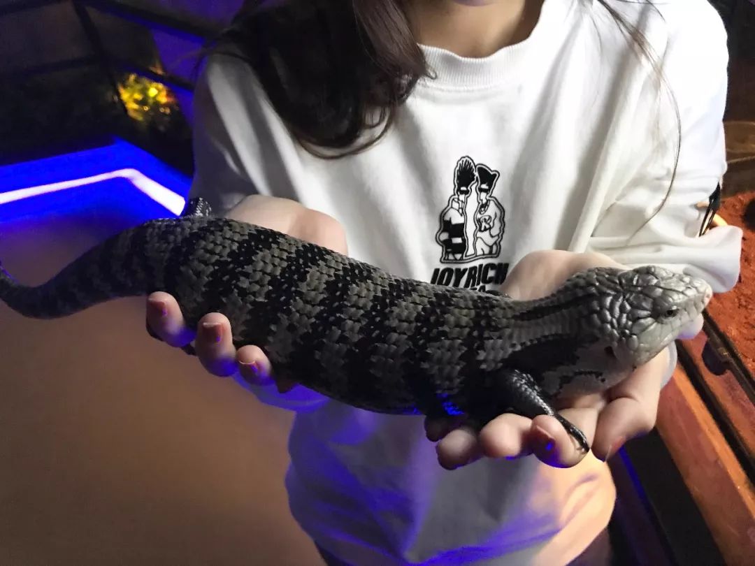 亲子必打卡动物园,动物园观赏园萌宠乐园等你打卡