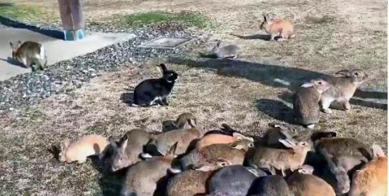 澳洲兔子可以随便吃吗,澳洲泛滥的兔子可以吃吗