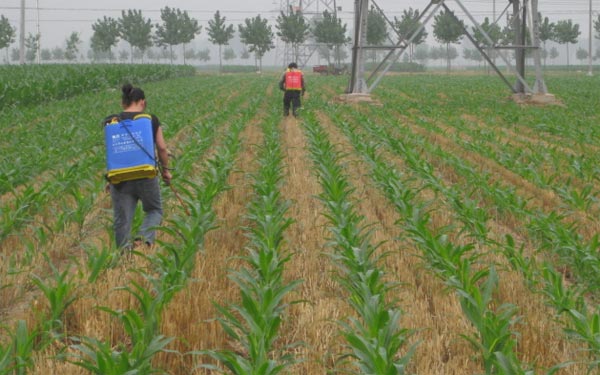 低温寡照玉米不长怎么办？4大补救措施帮你减少损失