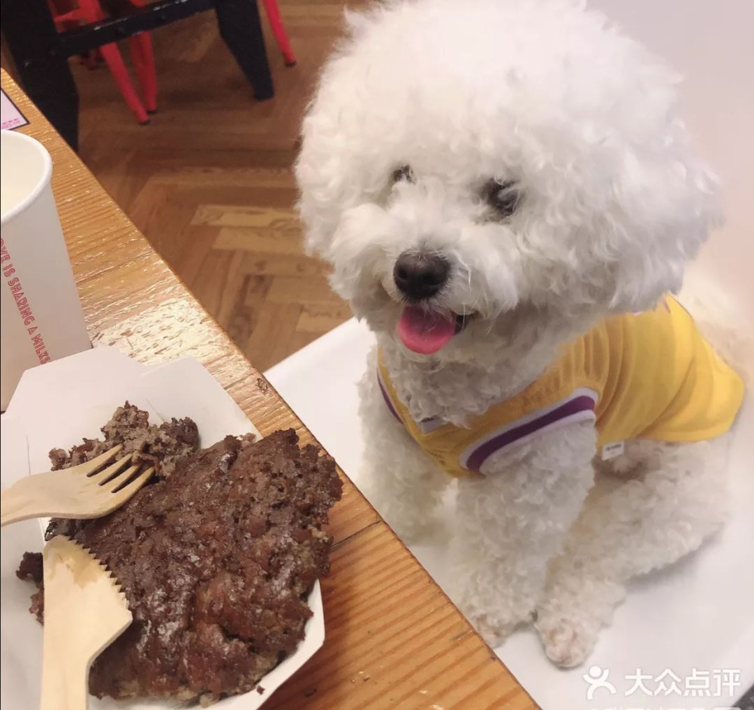 宠物比人吃得好,宠物比人金贵系列