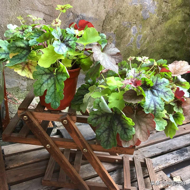 彩叶草矾根组合盆栽,最好看的彩叶草