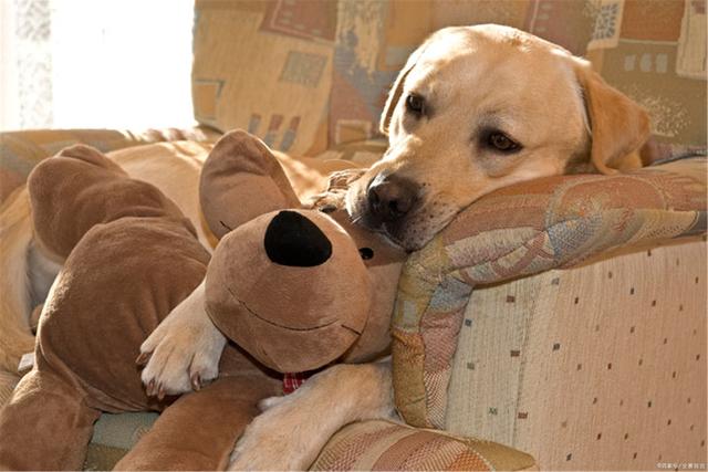 公认的无攻击性的6种狗你家有吗,什么狗忠诚攻击力高还可以养