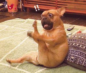 铲屎官都注意了狗狗为什么吐黄水,狗狗呕吐的5个常见原因