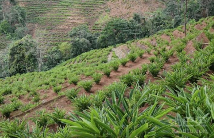 砂仁定植方法和注意事项,砂仁怎样种植的视频