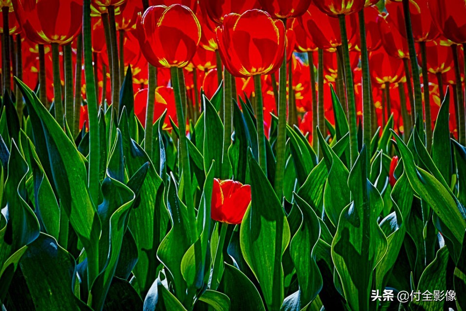北京国际鲜花港门票优惠,北京国际鲜花港夏天