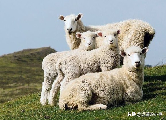 allbirds是什么牌子中文怎么叫,allbirds中文名字叫什么