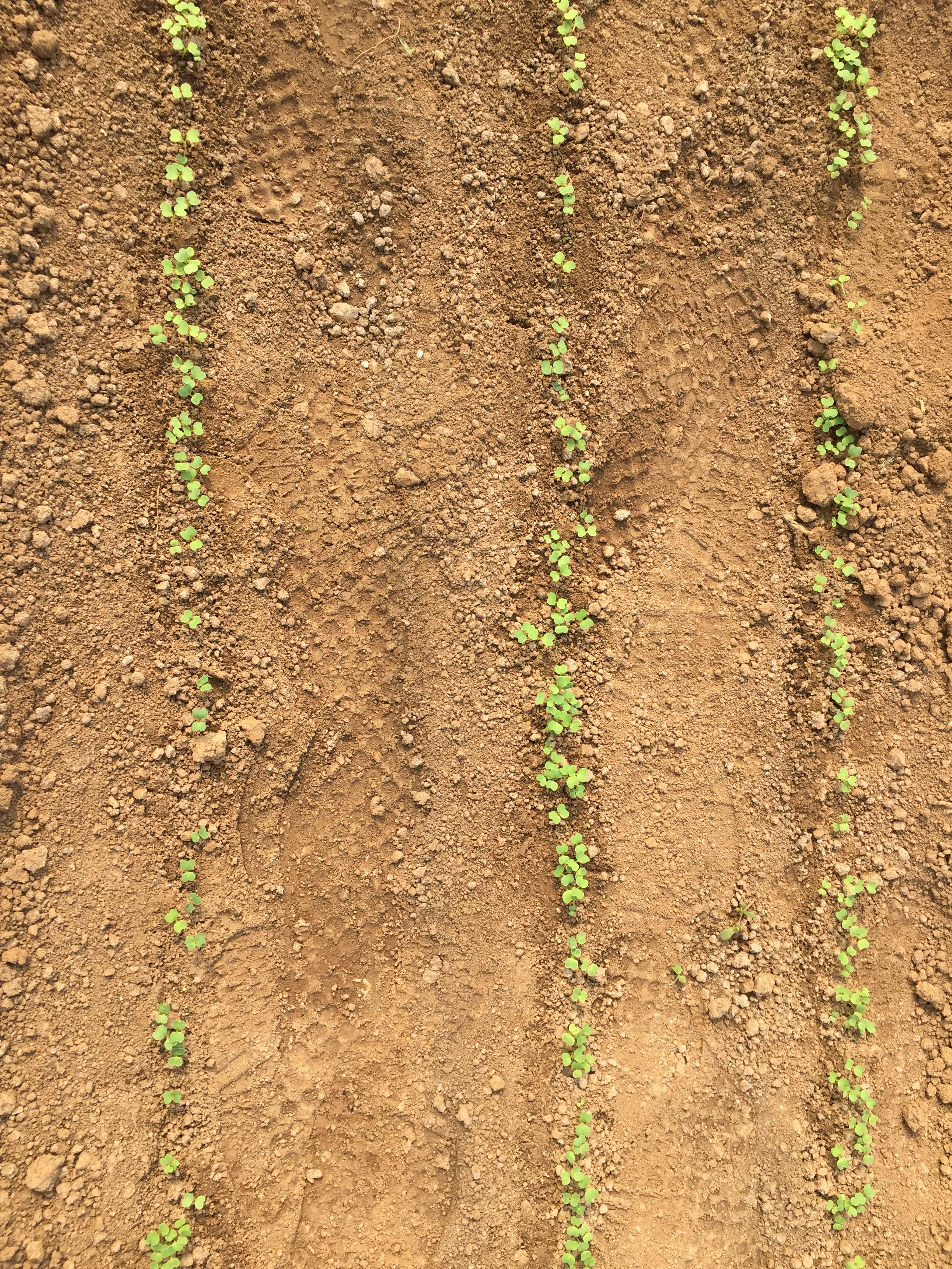 阳台种菜播种后出苗的日常管理,种菜秘诀什么时候种什么菜