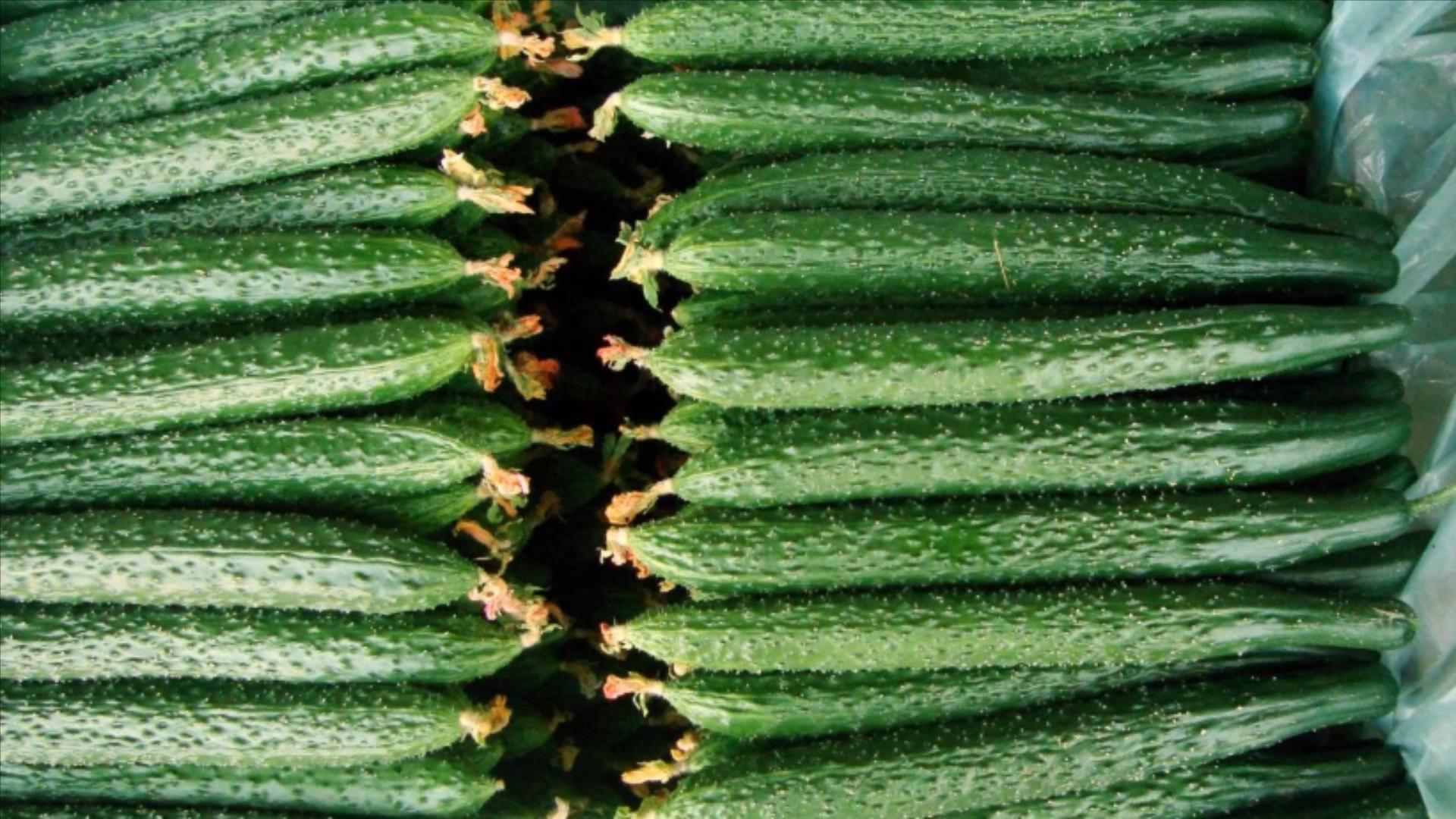 黄瓜打没打药,黄瓜打激素位置图解