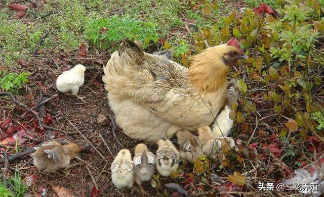 如何判断小鸡病,小鸡病大全及治疗方法