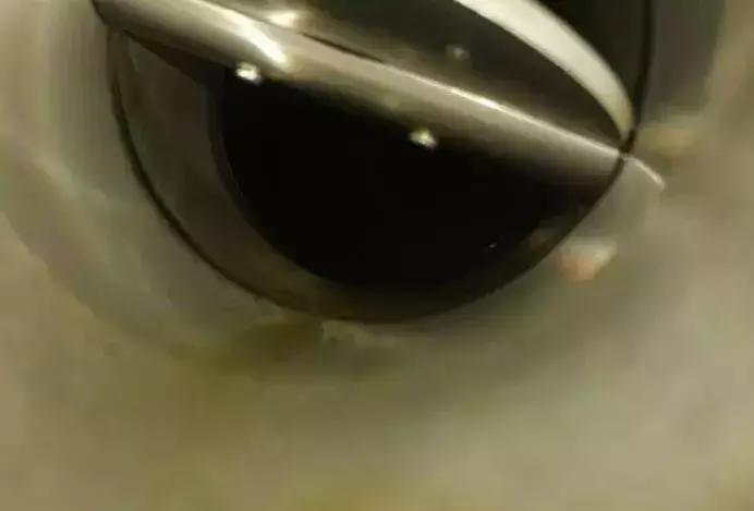 长安福特爆震坏发动机有啥反应,长安福特发动机报警