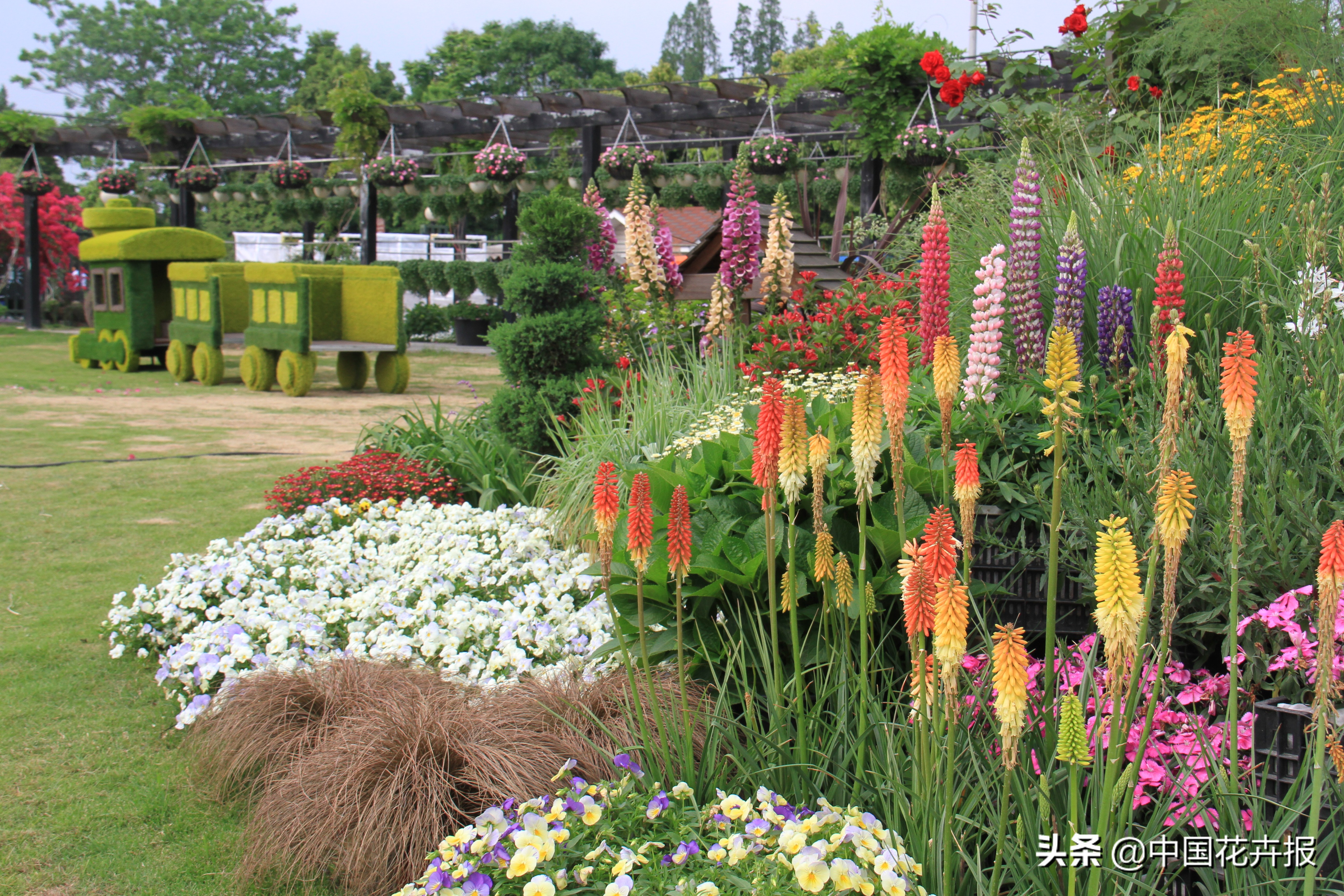 花园必备植物大全,花园常用植物科普