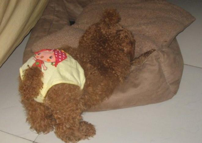 狗狗第一次来月经怎么办,狗狗初次来月经要怎么护理