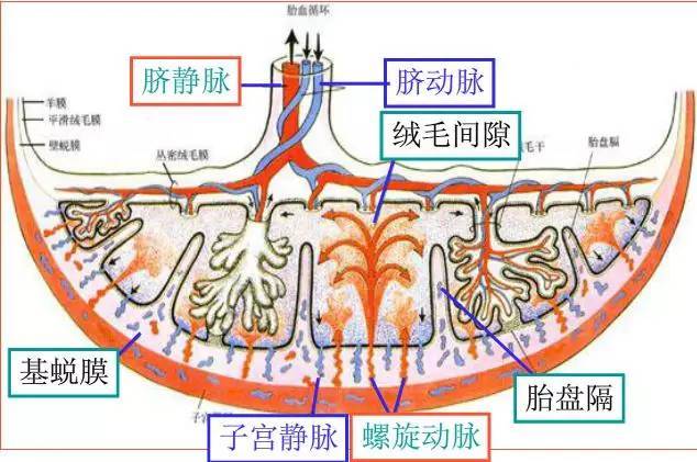 二胎妈妈突然意外血如泉涌,宝妈突然破羊水肚子痛