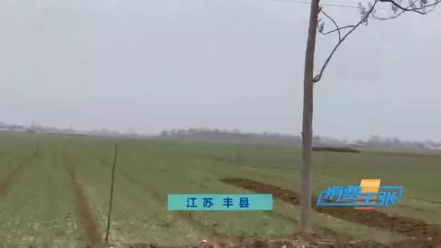 印度洋葱价格上涨100倍怎么回事,印度洋葱涨价