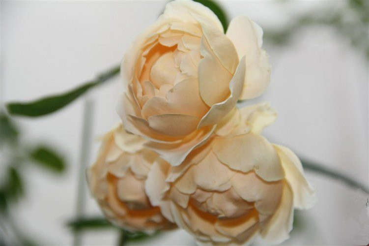 芳香四溢的月季品种有哪些,分享图片花香四溢令人着迷的月季