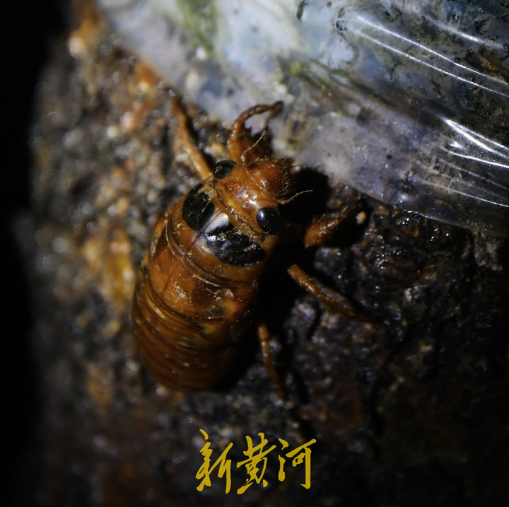 济南金蝉养殖户40天收入五六万,章丘哪里金蝉多