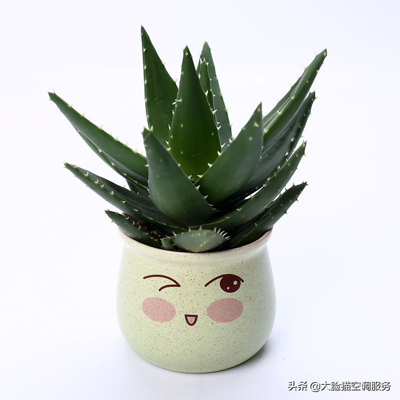 大脸猫推荐理由,大脸猫保健品