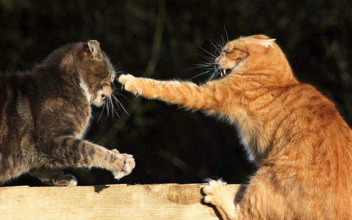 猫咪打架的原因和处理,猫咪之间打架了受伤了怎么办