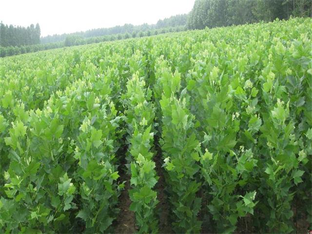 盛昌苗木,盛昌果品园