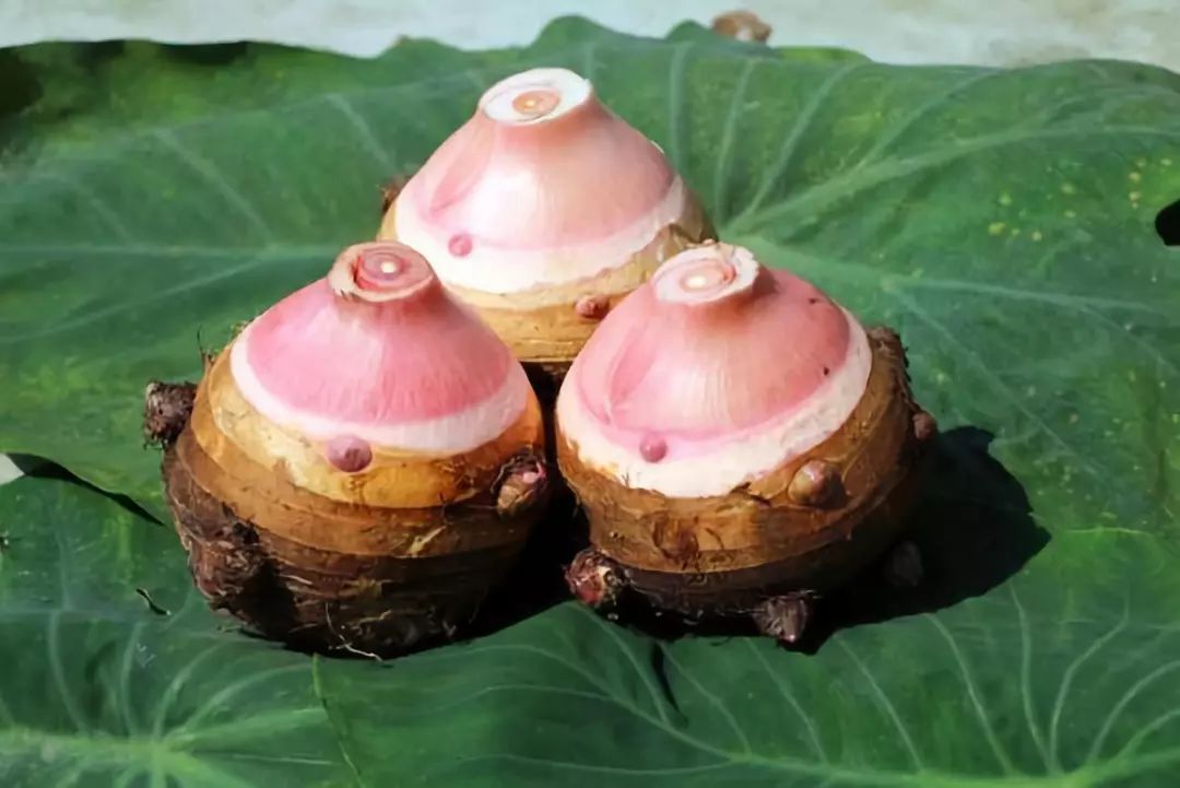 云南最好吃的芋头,风味原产地云南的味道