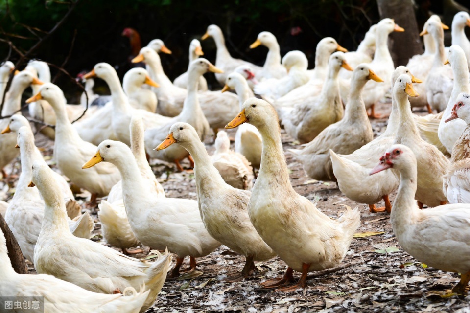 怎样让你的鸭子长的快，养鸭快速出栏的4大方法，简单又有效
