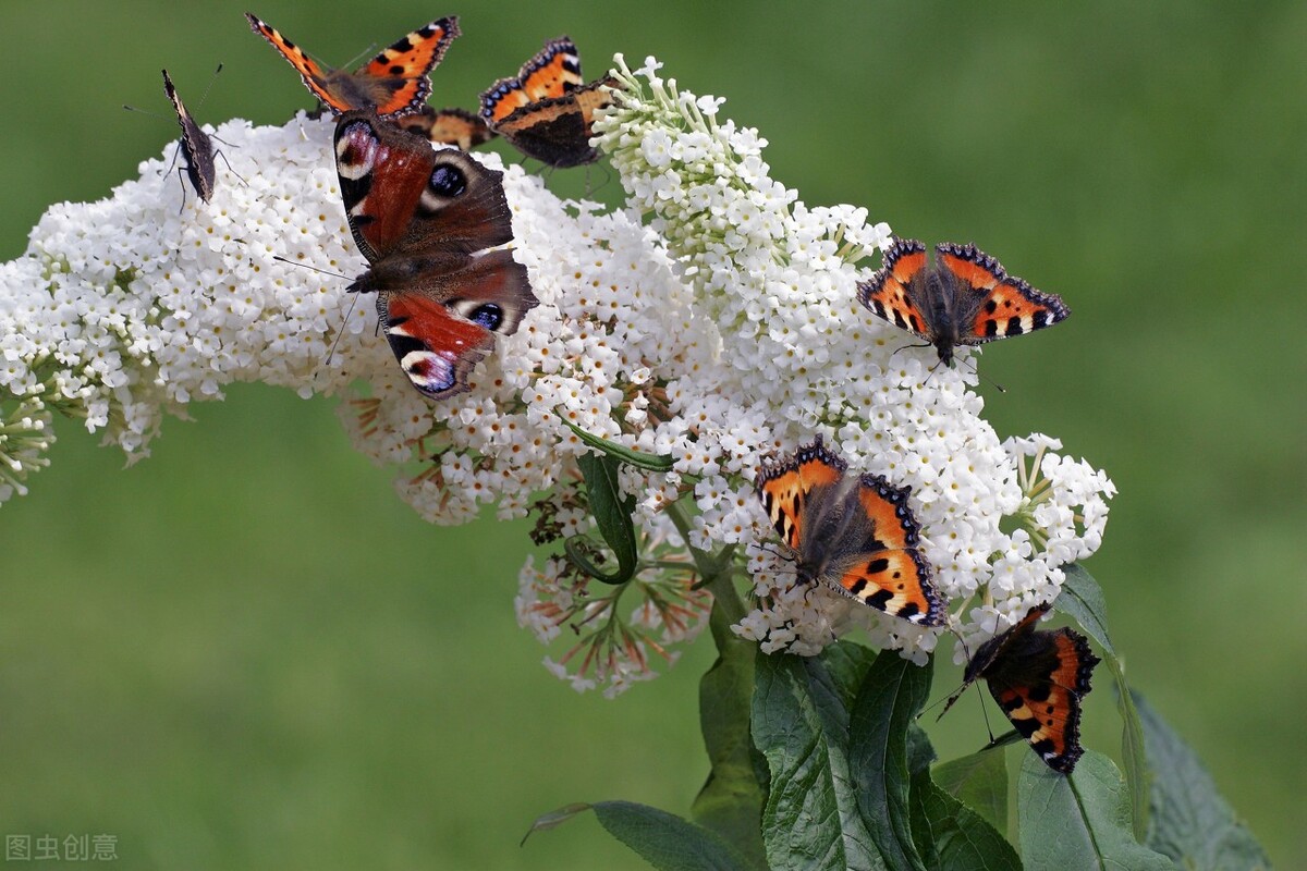 爱是生命最本源的光芒,爱是最高的智慧