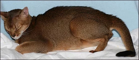 记录猫咪生产全过程,猫咪生产时的全过程