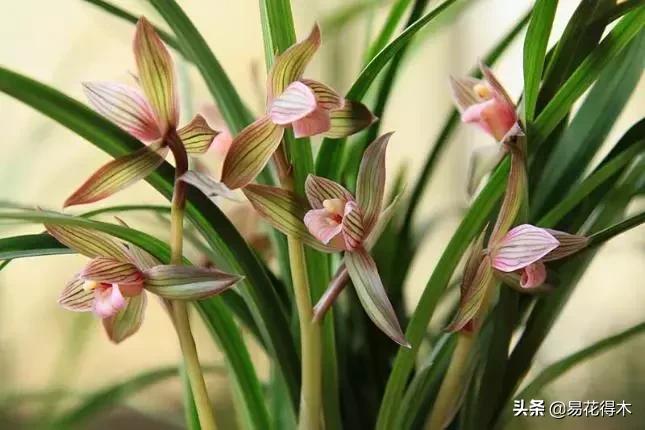 莲瓣兰的花和春剑的花有什么区别,春剑春兰莲瓣兰豆瓣兰怎么区分
