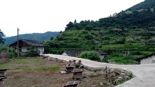 蜜蜂养殖深山农家土蜂蜜,蜜蜂养殖纯天然正宗蜂蜜